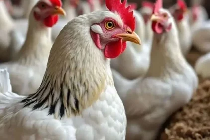أسعار الفراخ اليوم الأحد 16-8-2026.. تبدأ من 59 جنيهًا في المزرعة