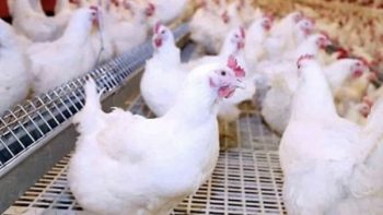الفراخ بكام النهارده