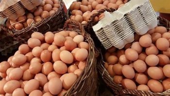 سعر كرتونة البيض اليوم الأحد في بورصة الدواجن