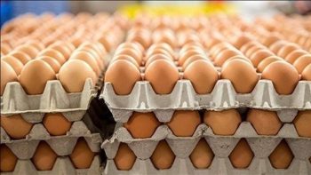 سعر كرتونة البيض اليوم الجمعة في بورصة الدواجن