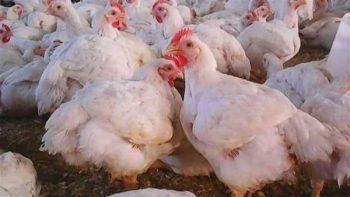 أسعار الفراخ في بورصة الدواجن.. انخفاض جديد