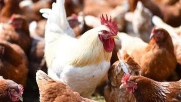 أسعار الدواجن والبيض اليوم الخميس 30 – 7