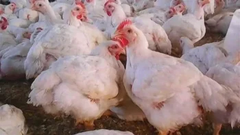 أسعار الفراخ البيضاء في بورصة الدواجن اليوم الأربعاء 15 يوليو