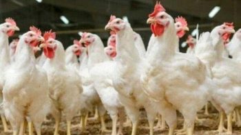 انخفاض جديد يضرب أسعار الفراخ البيضاء اليوم السبت.. مفاجأة في بورصة الدواجن