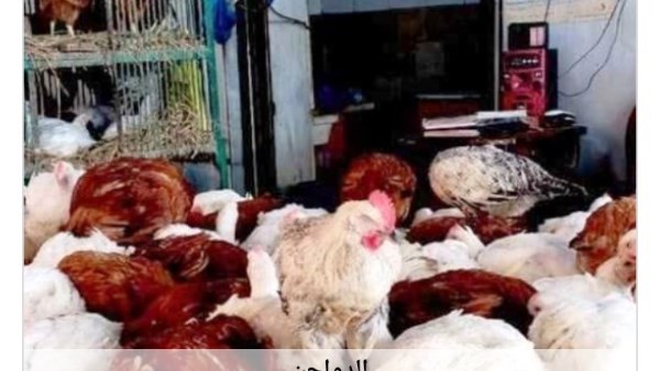 أسعار الدواجن في أسوان اليوم الثلاثاء 14-7-2026