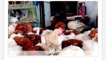 أسعار الدواجن في أسوان اليوم الجمعة، 3-7-2026