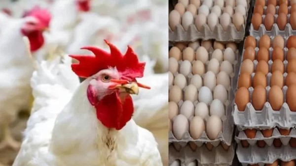 ارتفاع أسعار الفراخ البيضاء في السوق اليوم..وصلت كام؟
