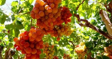 العنب بـ45 جنيها والكنتالوب بـ20.. أحدث أسعار الفاكهة بأسواق سوهاج اليوم