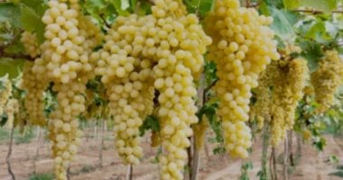 العنب بــ 45 جنيها والكنتالوب بـ20.. أحدث أسعار الفاكهة بأسواق سوهاج اليوم