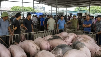 انخفضت أسعار لحم الخنزير بشكل حاد في المناطق الثلاث جميعها بسبب زيادة العرض.