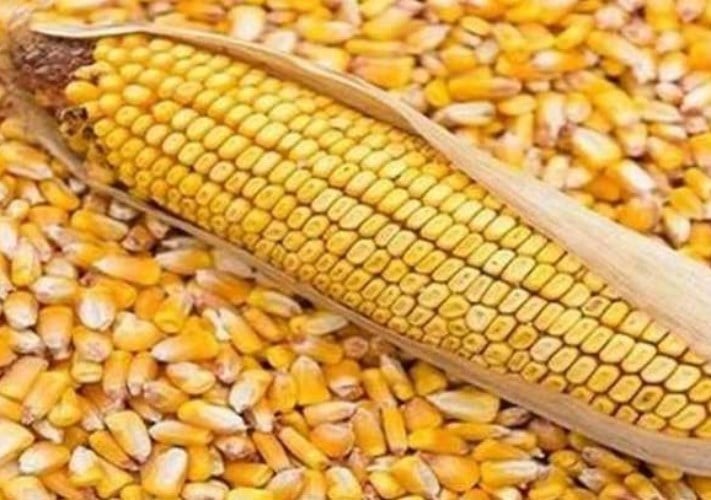 صعود الخامات.. أسعار الأعلاف بعد الارتفاع اليوم الجمعة 17-7-2026 -جريدة المال