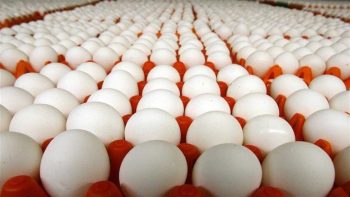 أسعار كرتونة البيض اليوم الجمعة 10 يوليو 2026 في مصر.. تراجع جديد للأبيض والأحمر