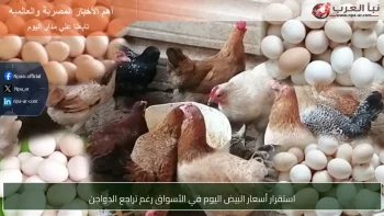 استقرار أسعار البيض اليوم في الأسواق رغم تراجع الدواجن