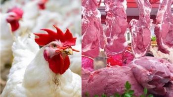 نقيب الفلاحين: الدواجن بـ80 جنيهًا واللحوم لم يرتفع سعرها منذ عامين