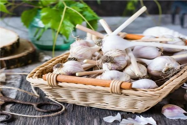 نقيب الفلاحين يكشف مفاجأة في أسعار الثوم