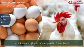 أسعار الدواجن في الأسواق تستقر بعد تراجعها إلى 65 جنيهًا للمزرعة