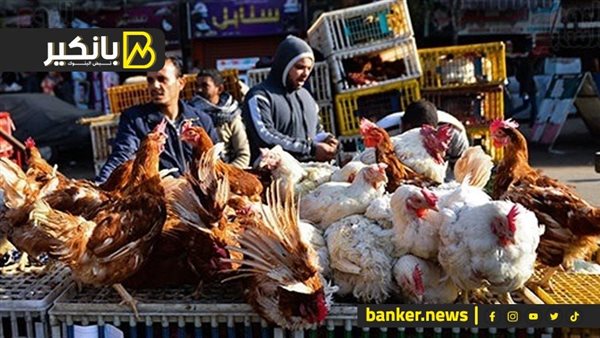 انخفاض أسعار الدواجن اليوم الجمعة.. الفراخ البيضاء بـ75 جنيهًا والبلدي تسجل 111