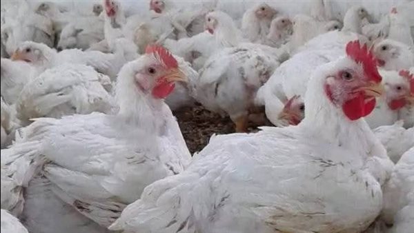 انخفاض جديد في أسعار الفراخ اليوم الجمعة.. البلدي نزلت لكام؟