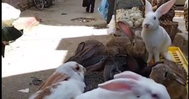 الفراخ البيضاء بـ 70 جنيها والأرانب بـ 150.. أسعار الدواجن فى كفر الشيخ اليوم