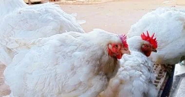 أسعار الفراخ البيضاء اليوم الجمعة 14-8-2026 فى المنوفية