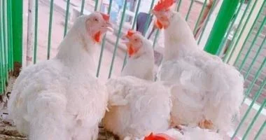 الفراخ البيضاء بـ77 جنيها.. أسعار الدواجن بالأقصر اليوم السبت