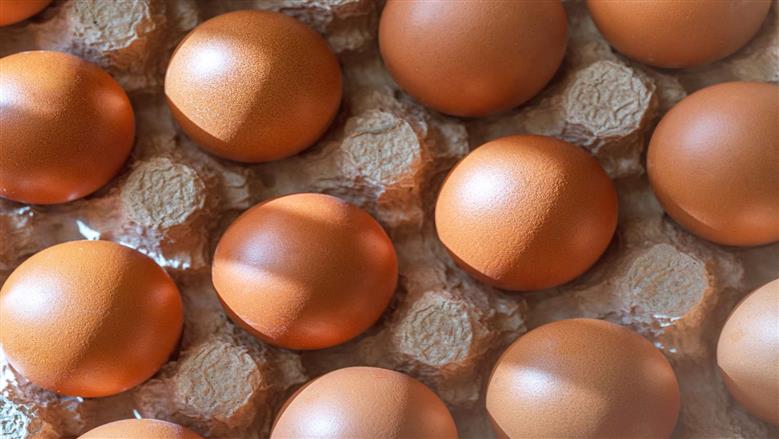أسعار كرتونة البيض في بورصة الدواجن والمحال اليوم الثلاثاء 18-8-2026