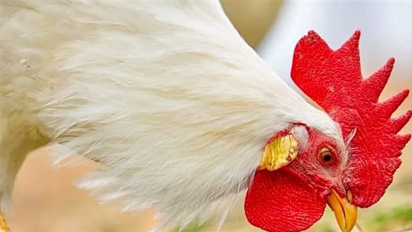 اسعار الفراخ البيضاء والبانيه والبلدي