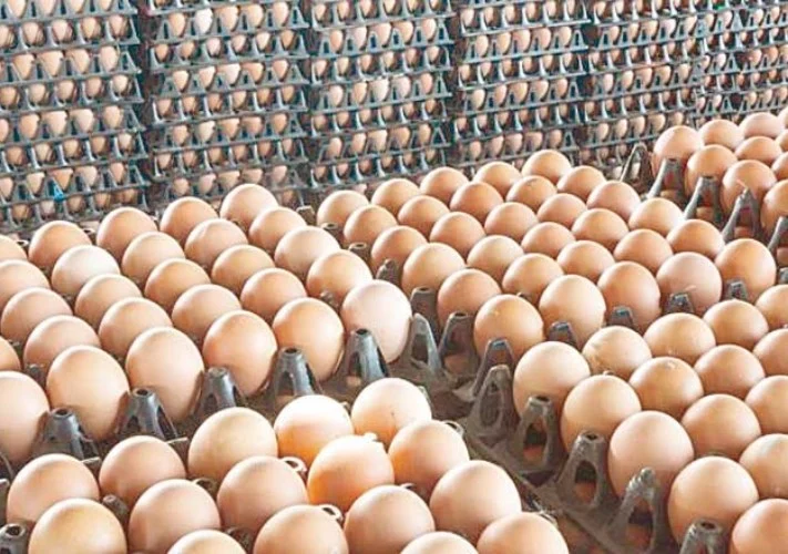 أسعار البيض اليوم الجمعة 14-8-2026 في مصر -جريدة المال
