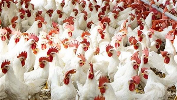 سعر الدواجن اليوم الأحد في الأسواق