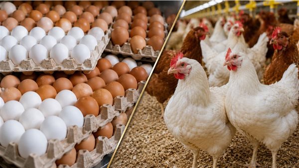 ارتفاع جديد في أسعار الفراخ البيضاء والساسو والبيض الأحمر اليوم