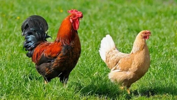 ارتفاع سعر الفراخ البيضاء اليوم الإثنين 3 أغسطس 2026