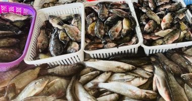 البلطي بكام في السوق؟.. أسعار السمك في القليوبية اليوم الإثنين 10 – 8 – 2026