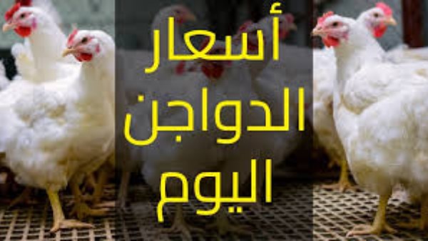 سعر الدواجن اليوم الإثنين في الأسواق
