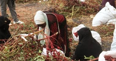 مفيد لضغط الدم.. الكركديه الأسوانى يتصدر أسواق العطارة.. ينصح بتناوله للمرضى باردا أو ساخنا.. وشنطة السائح لا تخلو من هدايا الزهرة الحمراء.. وأسعاره تبدأ من 300 جنيه للكيلو ومصدر دخل إضافى لعدد للأسر.. صور