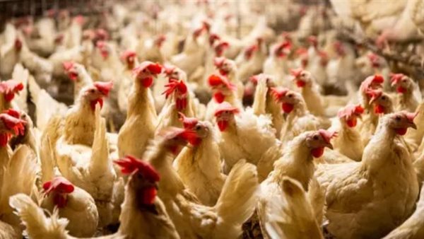 سامح السيد يحذر من خسائر المربين.. ماذا يحدث في سوق الدواجن خلال الفترة المقبلة؟