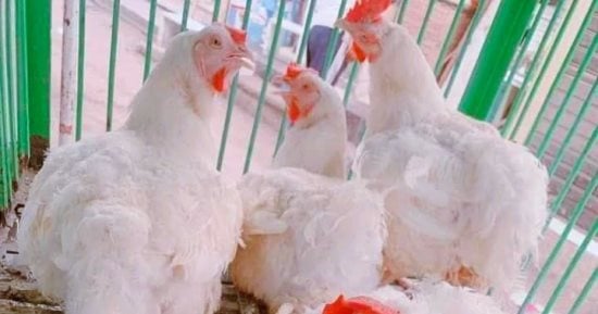 أسعار الفراخ البيضاء اليوم الأربعاء 9-9-2026 فى المنوفية