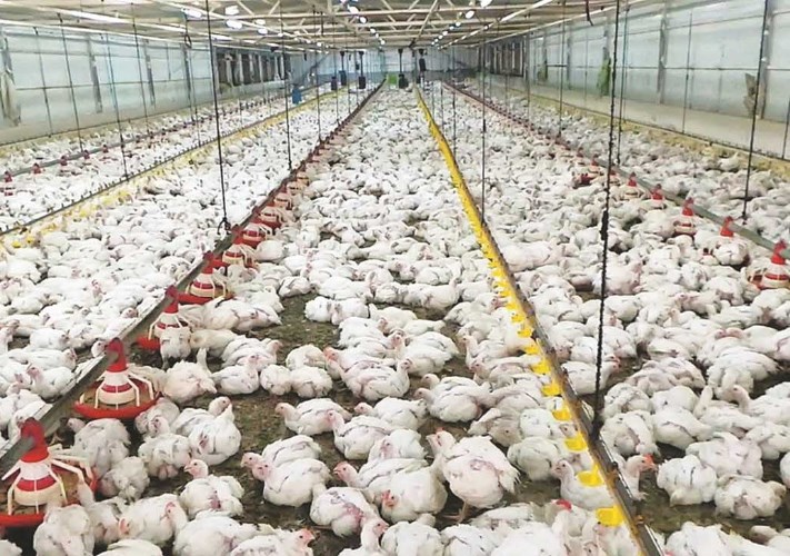 أسعار الدواجن اليوم الأحد 27-9-2026 في مصر