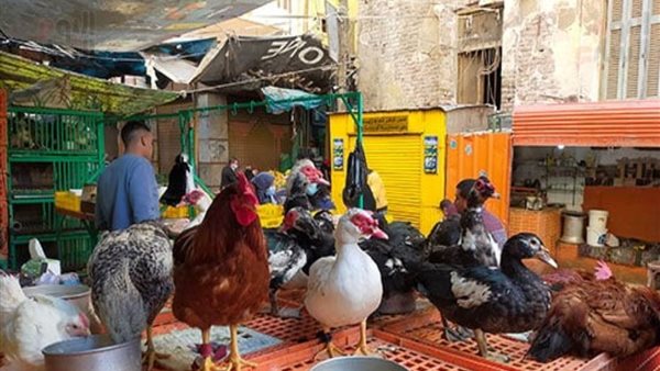 أسعار الدواجن اليوم.. الفراخ البلدي ترتفع 6 جنيهات والبيضاء تسجل 78 جنيها