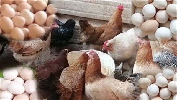 بورصة الدواجن اليوم الثلاثاء.. أسعار الفراخ والبيض والكتاكيت للمستهلك