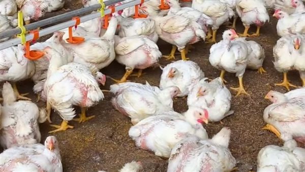ارتفاع كبير في أسعار الدواجن.. الفراخ البيضاء تصل إلى 80 جنيهًا