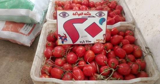 أسعار الخضراوات بأسواق مطروح اليوم السبت 12-9-2026.. الطماطم بـ20 جنيها