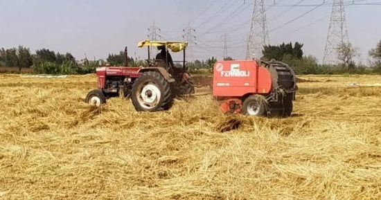 سعر طن الأرز يتراوح بين 12.5 و13.5 ألف جنيه.. ورئيس الشعبة يكشف أسباب التراجع