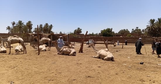 سوق دراو.. أكبر أسواق الإبل بأسوان يضم عشرات المستوردين والتجار.. صور